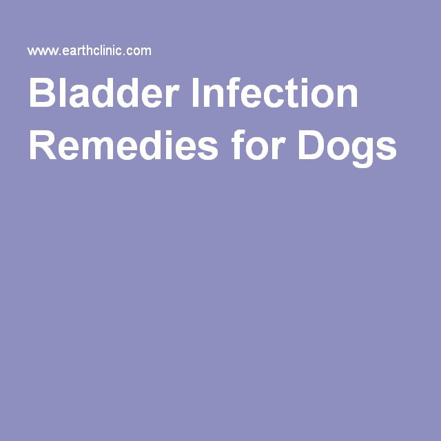 What To Do If My Dog Has A Bladder Infection - HealthyBladderClub.com